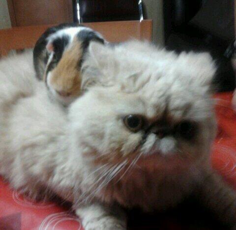Cora_Spain's tweet photo. Ke monadas y kukadas me los voy a kedar ;) :) http://t.co/qgpFcKe29K