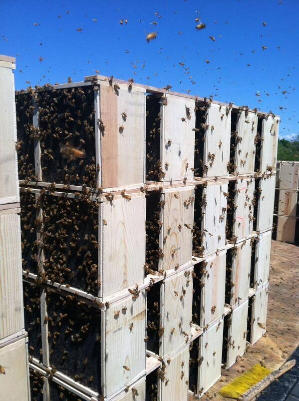 NPMSBeeProject's tweet photo. Our bees are almost here.  Bee Day is Saturday, May 10th!
Check this out.
https://t.co/A658ukU08g http://t.co/akADSKzxz0