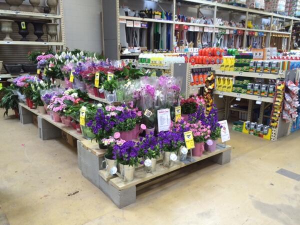 Freddie has your Mother's Day plants ready for you in Elmont Home Depot.