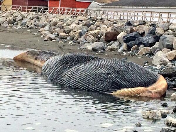 RealDonBradshaw's tweet image. Those waiting for #explodingwhale to pop will be disappointed. It&apos;s running out of gas. View Sunday (left) and today.