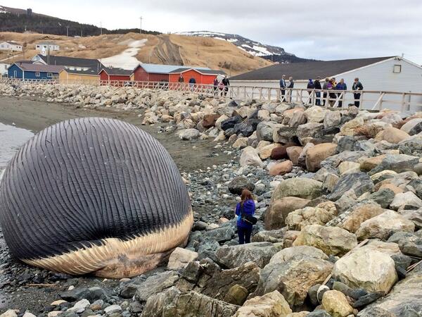 RealDonBradshaw's tweet image. Those waiting for #explodingwhale to pop will be disappointed. It&apos;s running out of gas. View Sunday (left) and today.