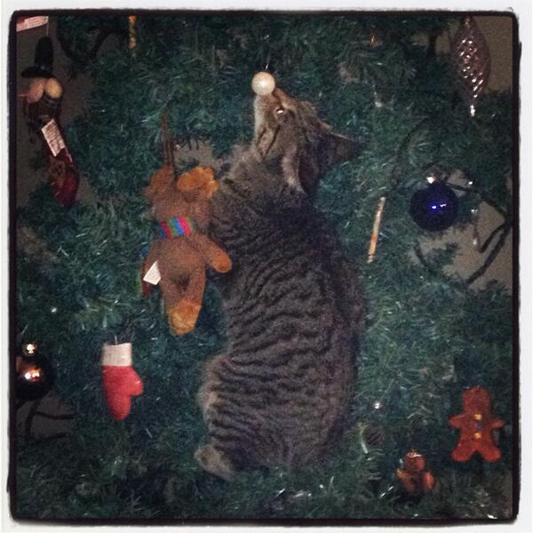 TimbitOlive's tweet image. I love Christmas Trees. Just call me an Olive Branch.