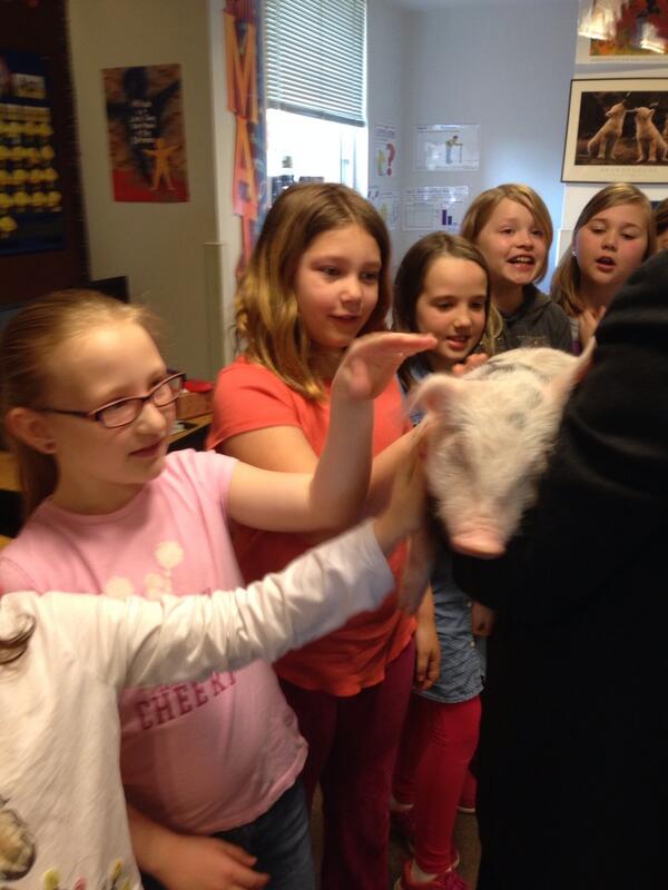 How to Pet a Pig!