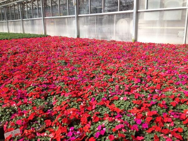Beautiful Impatiens coming to all Utah and Idaho Home Depots. Grown in Utah by Olson's Greenhouse.