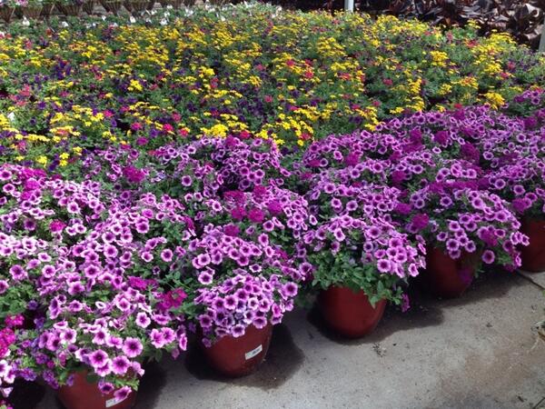 Awesome Delilah Containers now available at all Utah and Idaho Home Depots.