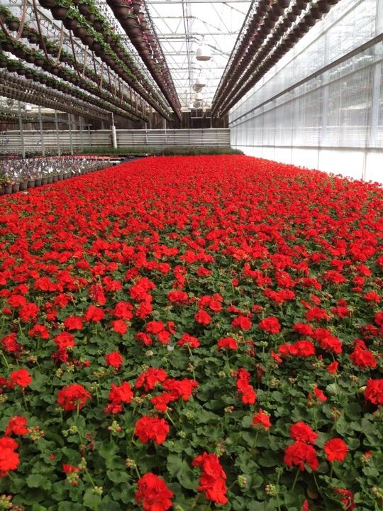 Checkout the Geraniums coming to all Utah and Idaho Home Depots.