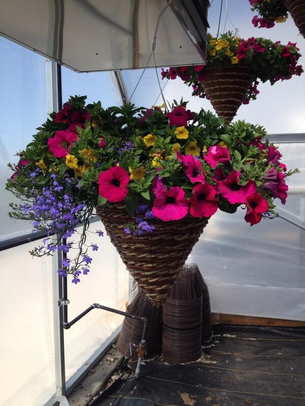 Rope and Palm Cone Hanging Baskets coming to all Home Depots in Utah and Idaho. Grown locally by Olson's Greenhouse