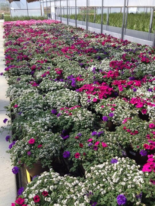 Spectacular Color being Grown by Olson's Greenhouse for all Utah, Idaho, and Montana Home Depots.