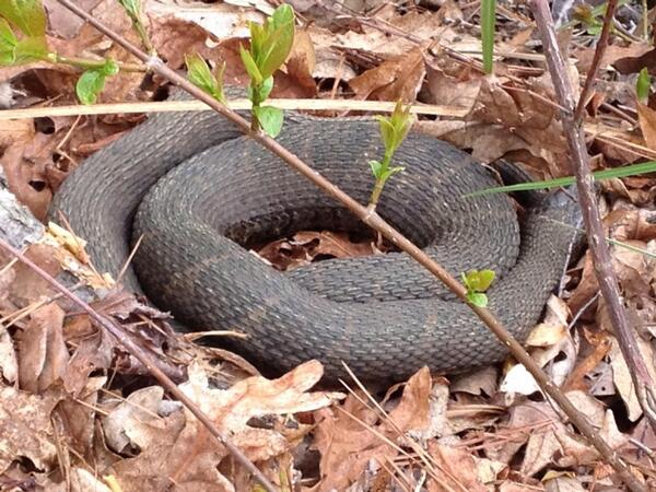 Hannah Rae Finchamp tweet media