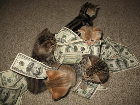 CatsAndMoney's tweet photo. whole team winning http://t.co/R12zNfa4eV