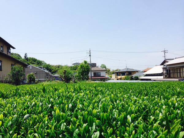 のら (@cmoup) on Twitter photo 