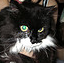 ngalyak's tweet image. こないだまでのアイコンは、豪州生まれの今は亡き愛猫（２０歳のときのお写真）、昨日からのはキャンパス在住のアラブ猫さん（最近、行方不明）。ヘッダーの風景写真は、世界自然遺産Lake Mungo, NSW（2005年に訪問時の夕暮れ光景）