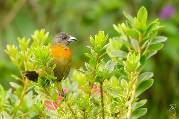 Cherrie's Tanager (Ramphocelus costaricensis) Female - Endemic CR by CynVargas #animal,bird,costarica,female,natu...