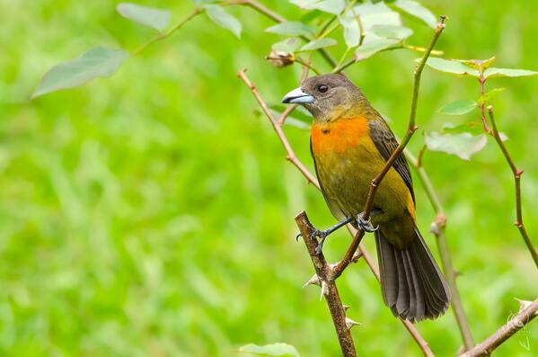 Cherrie's Tanager (Ramphocelus costaricensis) Female - Endemic CR by CynVargas #animal,bird,cherrie's,costa rica,...