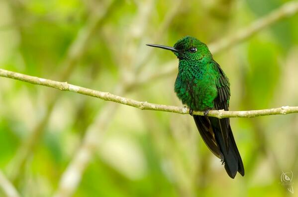 Green-crowned Brilliant (Heliodoxa jacula) Male by CynVargas #kitty!