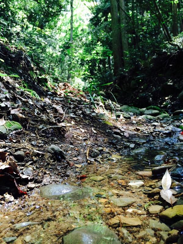 のら (@cmoup) on Twitter photo 