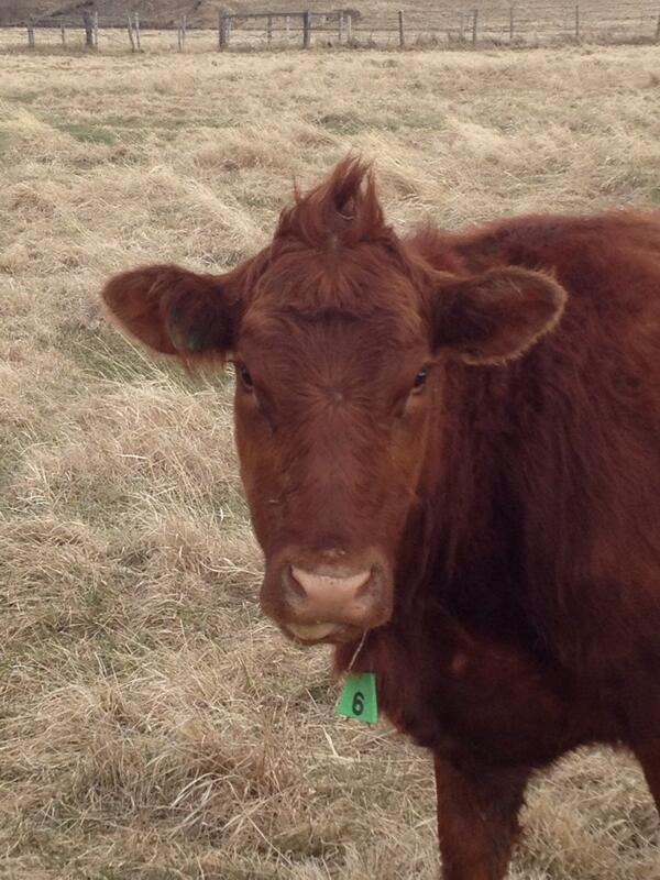 Stuffonmycows's tweet photo. New hair do http://t.co/Xt48n1Zc5U