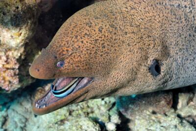 Que fait ce petit poisson bleu dans la bouche de la murène ? Une idée..... <a href="/RocdesHarmonies/">Le Roc des Harmonies</a>  @VilleGranville