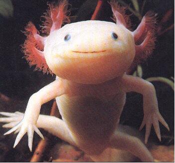 En avant première pour nos fidèles lecteurs, nous les attendions depuis longtemps : les AXOLOTLS !