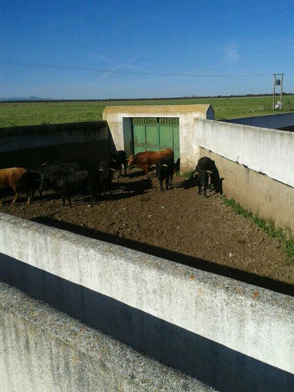 las3chimeneas's tweet photo. Embarcando la novillada en casa de Antonio Perez http://t.co/Hx5vdMv3rg