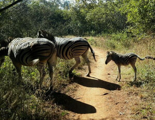 Always nice to ride <a href="/GroenKloofMTB/">GroenKloofMTB&Trails</a>