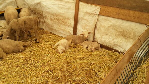 Kuzularin sessizligi :))))