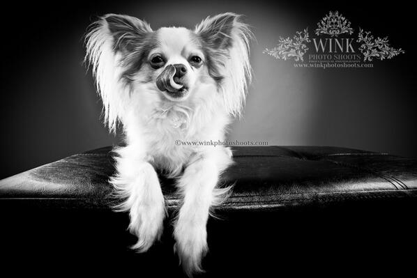 WinkPhotoShoots's tweet photo. @BarkingMadShirl <3 <3 @WinkPhotoShoots <3 http://t.co/9YXdWjAc8O   ~ Anna <3  #pet #photography http://t.co/q1xojEftS4