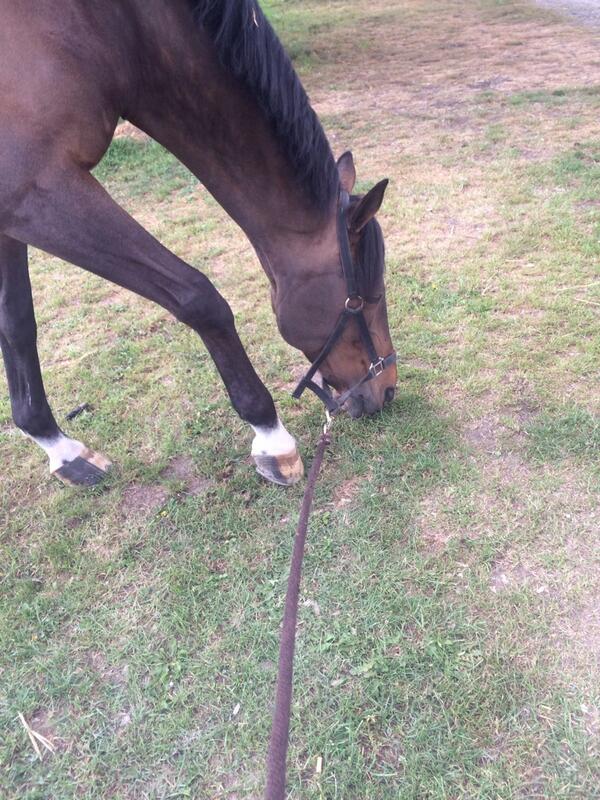 jodyvg's tweet photo. Tantalus even lekker van het gras aan het smullen buiten!! http://t.co/U8MkWkmV9l