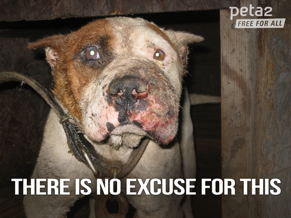 PETAShares's tweet photo. #UFCFighter @ThiagoAlvesATT wants to KNOCK OUT #AnimalAbuse: http://t.co/PTiQ57Eqhx

RT if you do too! http://t.co/lTrwVQEmEU