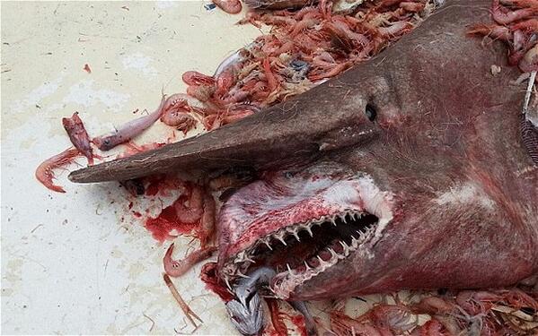 This rare goblin shark was caught on a shrimp net off Key West, Florida fw.to/eZRbfSF (Carl Moore/NOAA)