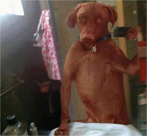 ReSelfie's tweet photo. No Comment.
#selfie #selfieday #selfie4LOX #selfiedog #selfieanimal http://t.co/pukkAmVlKE