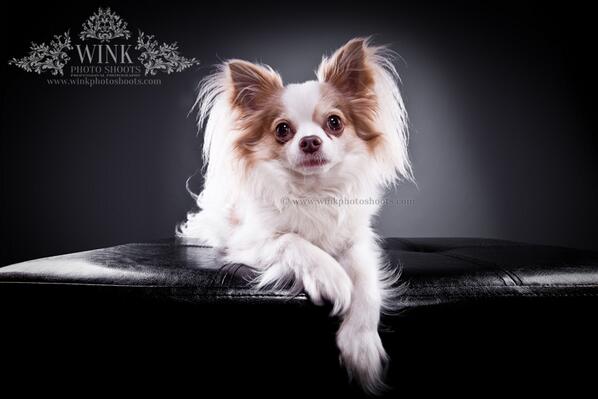 WinkPhotoShoots's tweet photo. @PoshPawsGroomer <3 @WinkPhotoShoots <3 http://t.co/9YXdWjAc8O   ~ Anna <3  #Pet #Photography http://t.co/5DihI1bxxv