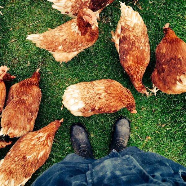 highlandeggs's tweet image. #Farmers #SimplyHappy #Chicken