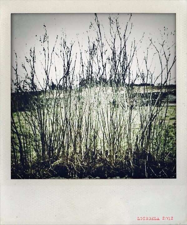 asveenrai's tweet photo. ipadographie by LOINDELA- #haut forez,iPADOGRAPHIE,landscape,paysage http://t.co/ruv3w5WUFV