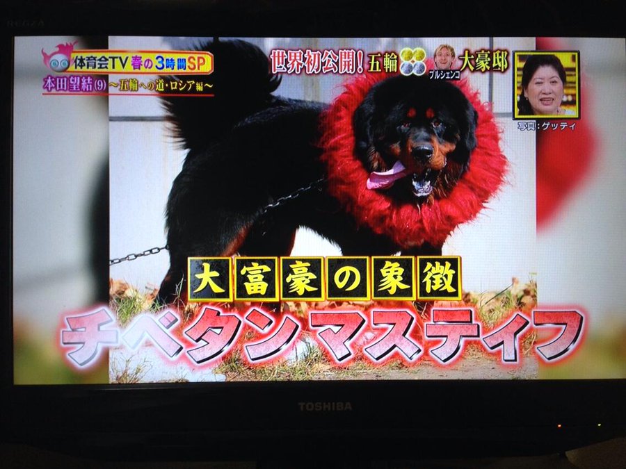 チベタンマスティフを飼ってる人は誰 事件が発生したことも 大きさや強さ 原種もチェック 愛犬と満喫ライフ 犬 が飼い主を大好きに 子犬のしつけの悩みも解決して正しいドッグフードの選び方も紹介