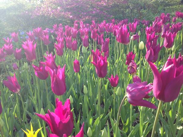 Dana Perino tweet media