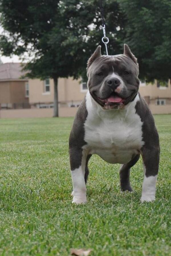 WCEJAMESLEWIS's tweet photo. Look out for Westcoast edge Goliath in his first appearance in grand champion class http://t.co/oQKhhQNqT4