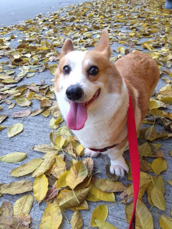 calvinwegerie's tweet image. Hello,walk around with me? @CorgiNation @SirBuddyBoots @Winston_Corgi @BanditTheCorgi @vardagsrasismen @TheDailyCorgi