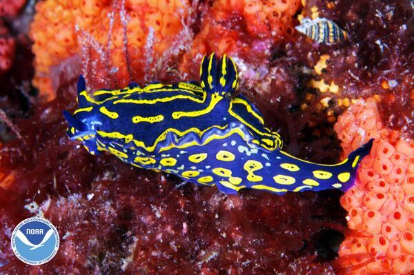 UnderWaterWorId's tweet image. The Regal Sea Goddess Nudibranch via @Oceanwire.