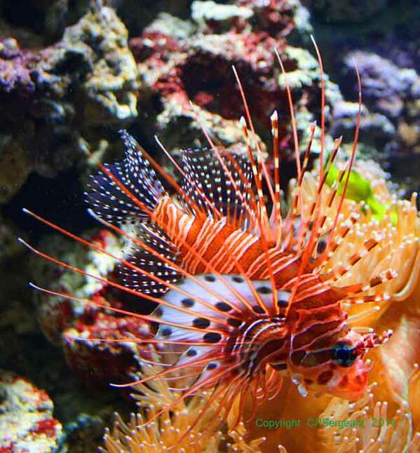 UnderWaterWorId's tweet image. A Lionfish's venomous spines are primarily used for defence, or for intra-species sparring.
aquaristmagazine.com/living-dangero…