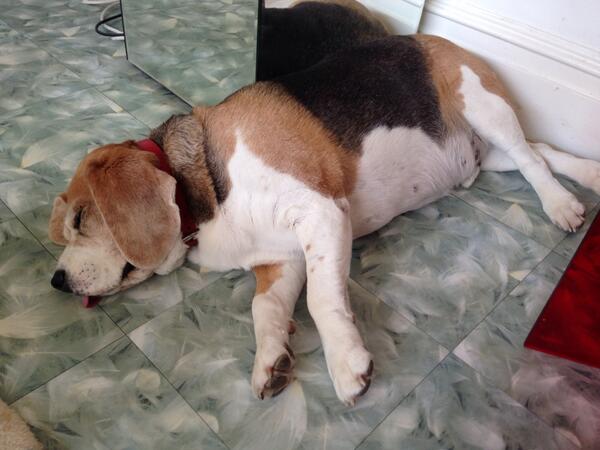 Mum says I am a lazy beagle !! No I'm not, beagles need lots of rest aroooo