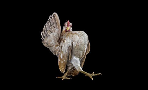 Permalien de l'image intégrée