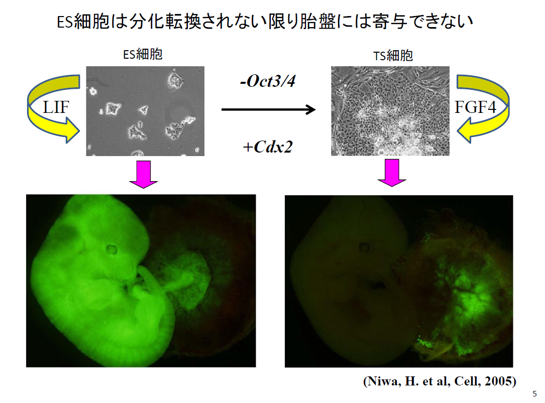 論文捏造 研究不正 丹羽氏の過去の論文におけるes細胞由来キメラでは 胎盤内に存在する胎児血管や卵黄嚢の中胚葉系の細胞も Gfpを発現するes細胞に由来する緑の蛍光を強く発していますね Http T