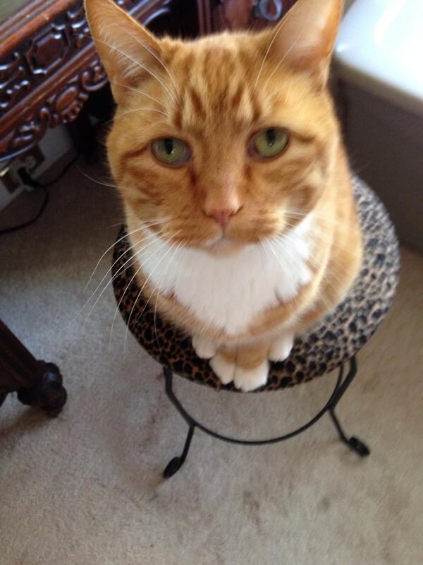 TinyBillyShow's tweet image. #caturday #statuscheck