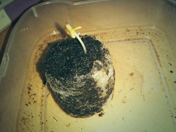 SmokingYerba's tweet photo. La pequeña (Critical Mass x Ak-47) http://t.co/9RIxvzjVVR