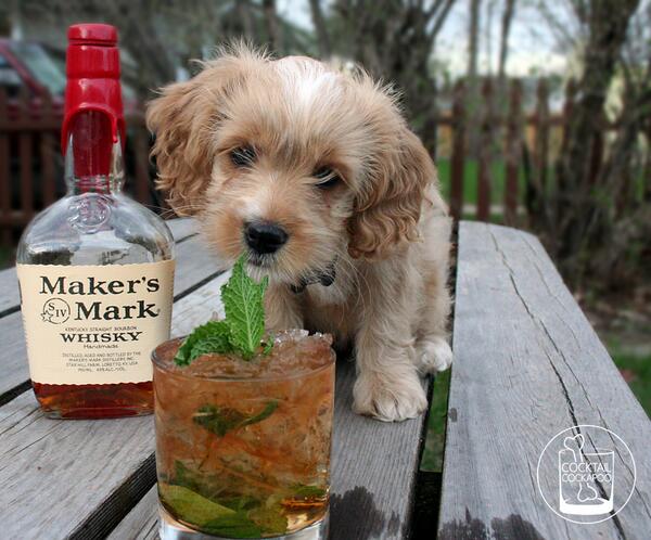 Cockabooze's tweet photo. Zoey's mixing up some @MakersMark Mint Juleps in honor of the #KyDerby Recipe: http://t.co/EvrkCgbr5E http://t.co/ovzim6FBqB