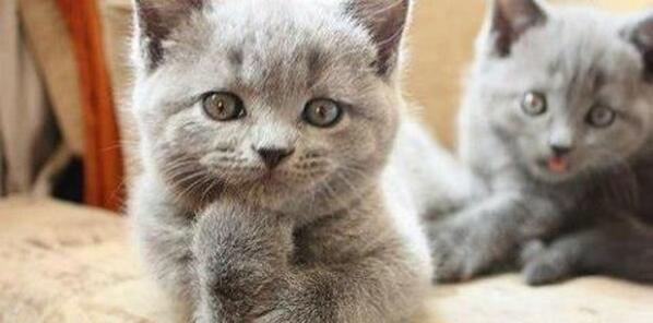 17 Rules For Taking A Good Photo bzfd.it/1kwQlcD via <a href="/BuzzFeedAnimals/">BuzzFeed Animals</a>