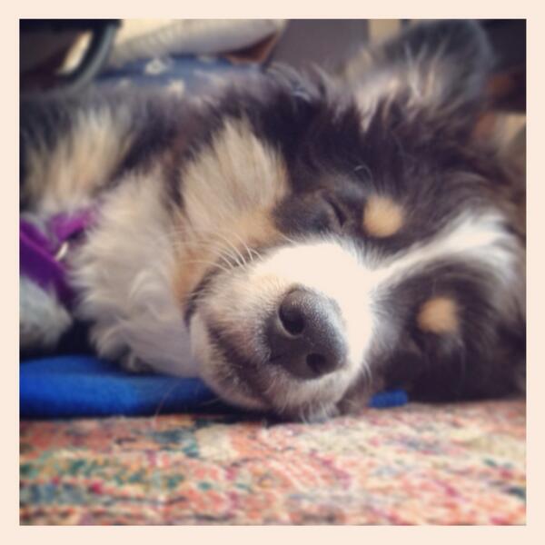 hughie_r's tweet photo. Thanks Fanna @DogsAndKat puppy class rocked today! Sam's wiped! #Nashville #dogtraining #miniaussie #14weeks http://t.co/MgGA8xtdlG