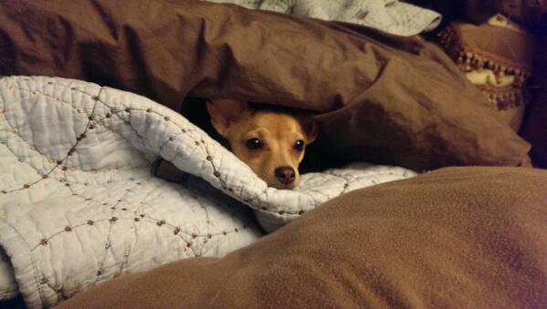 cccommmt's tweet photo. @DogsinBlankets http://t.co/rifrDdWr3n