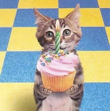.@TFSportsaddict Happy Birthday Eve! Got you a cupcake but I can get you a dead bird if you like. #FunWithFollowers